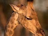 Africa 034 : Africa, Animal, Botswana, Chitabe, Giraffe, Mammal, Okavango